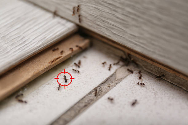 Best Insect Control  in Shiner, TX